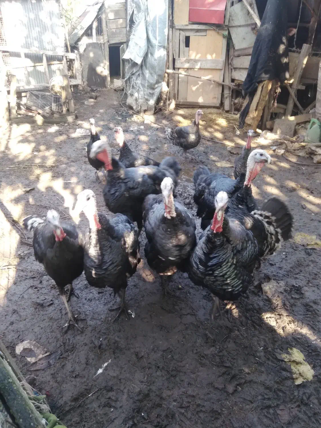 بوقلمون نر و ماده|حیوانات مزرعه|سنگر, |دیوار