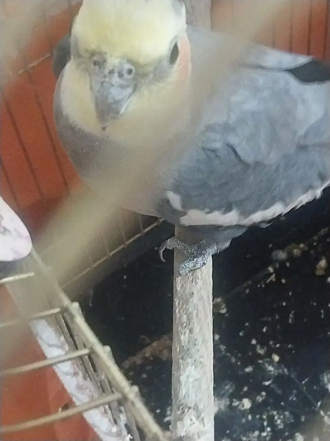 عروس هلندی|پرنده|قم, کلهری|دیوار