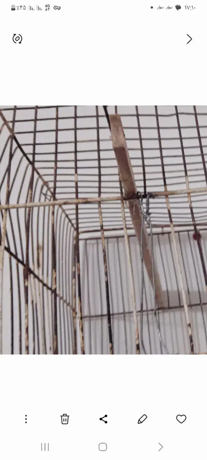 قناری|پرنده|بندر گناوه, |دیوار