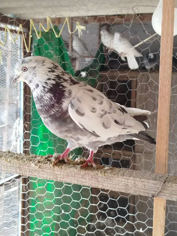 کبوتر پرشی|پرنده|بندر ترکمن, |دیوار