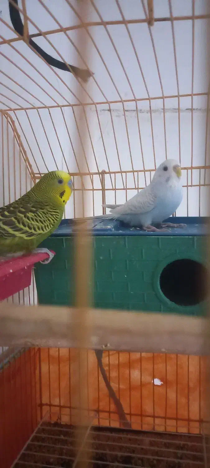 مرغ‌عشق‌بالغ|پرنده|مسجد سلیمان, |دیوار