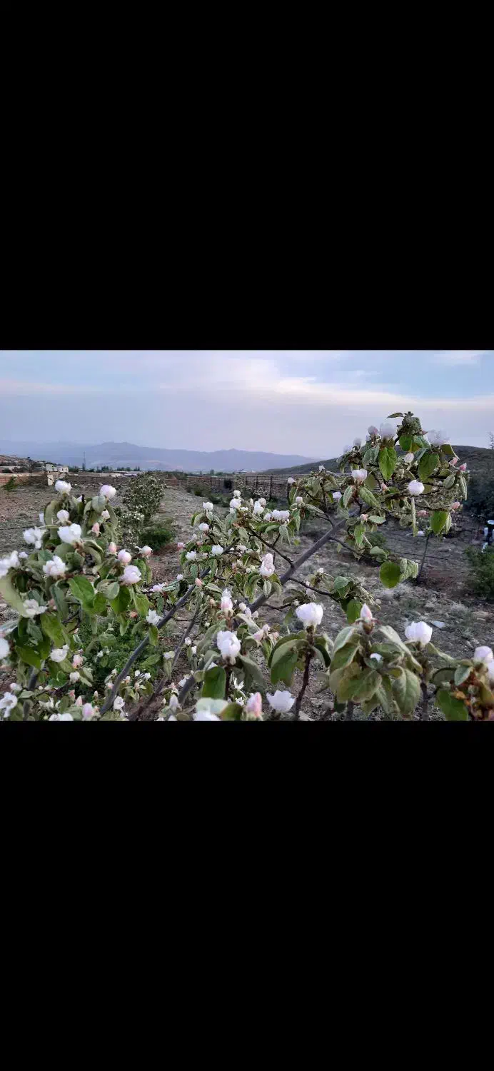 باغ چهار دیواری کامل مجهز منطقه خوش آب و هوا|فروش زمین و ملک کلنگی|نطنز, |دیوار