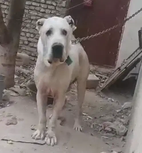 سگ الابای روسی نر 2 ساله ژرمن سراب قدرجونی|سگ|تهران, تهرانپارس شرقی|دیوار