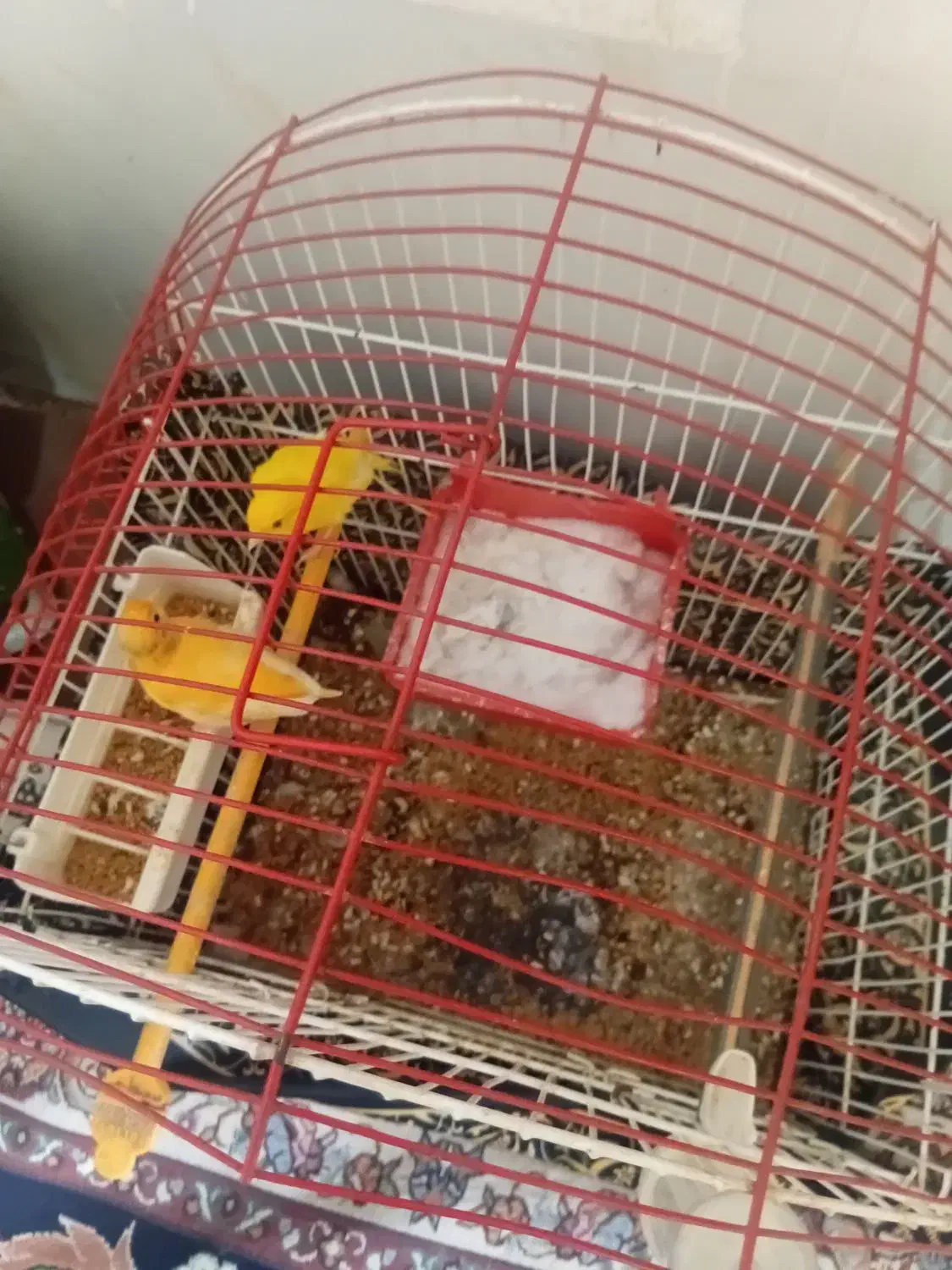 قناری با فنچ|پرنده|سبزوار, کلاته سیفر|دیوار