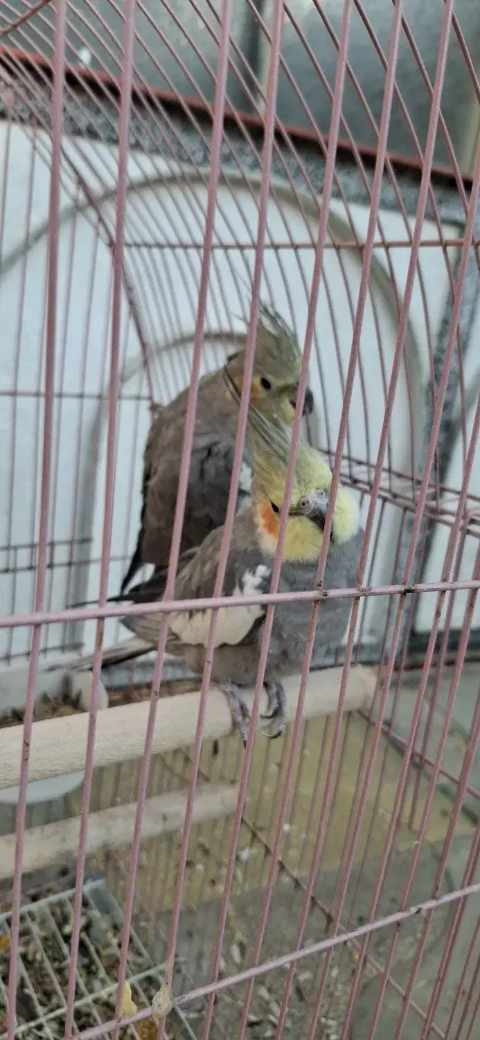 عروس هلندی|پرنده|سلماس, |دیوار