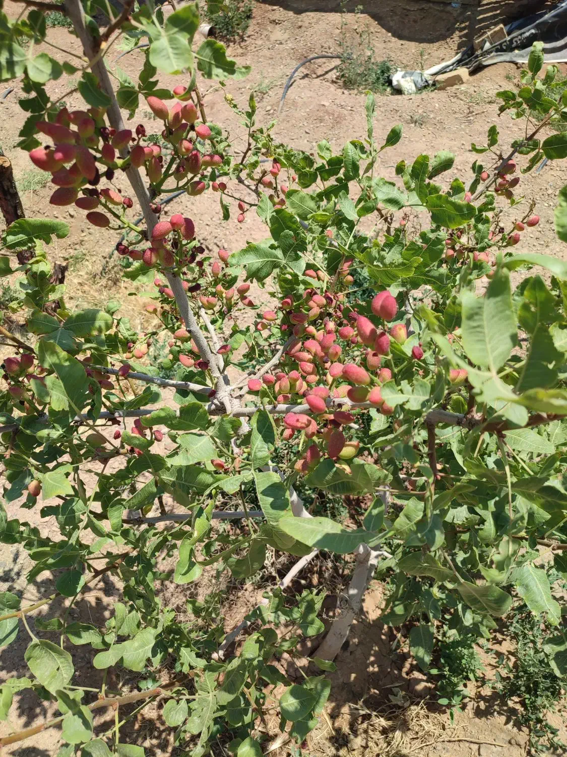 باغ ویلا|فروش خانه و ویلا|شاهین‌شهر, مورچه خورت|دیوار