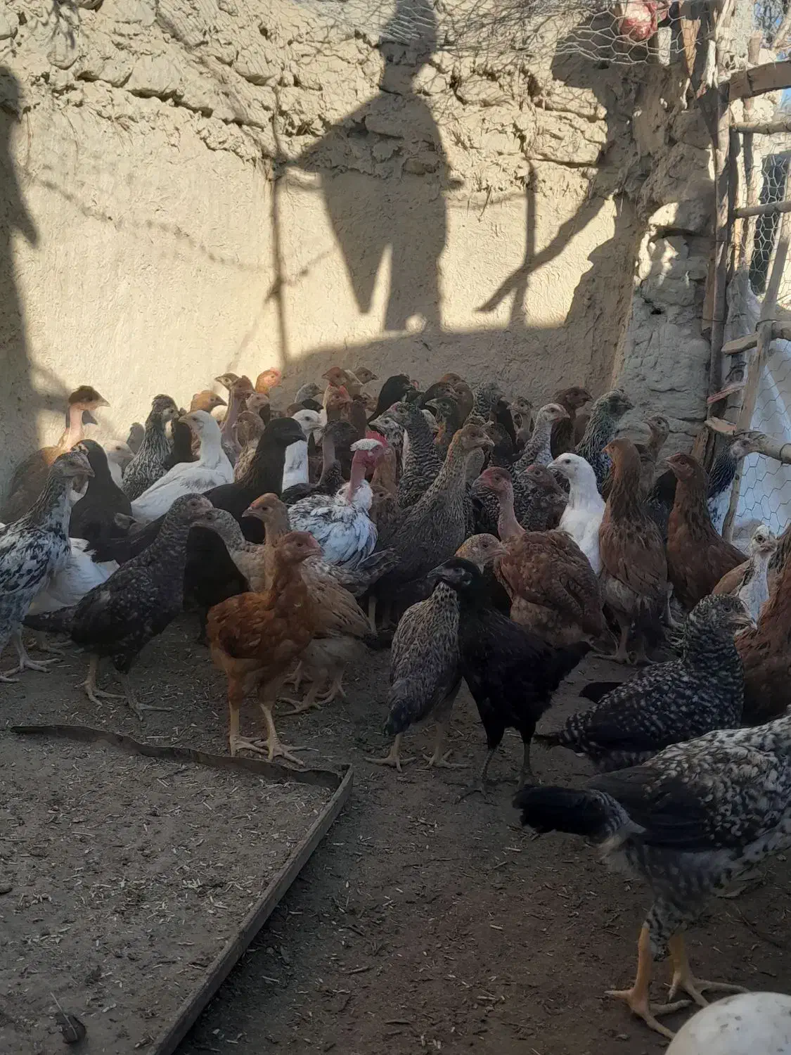 جوجه‌محلی|حیوانات مزرعه|هامون, |دیوار