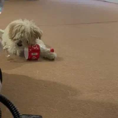 سگ خوشگل|سگ|یزد, |دیوار