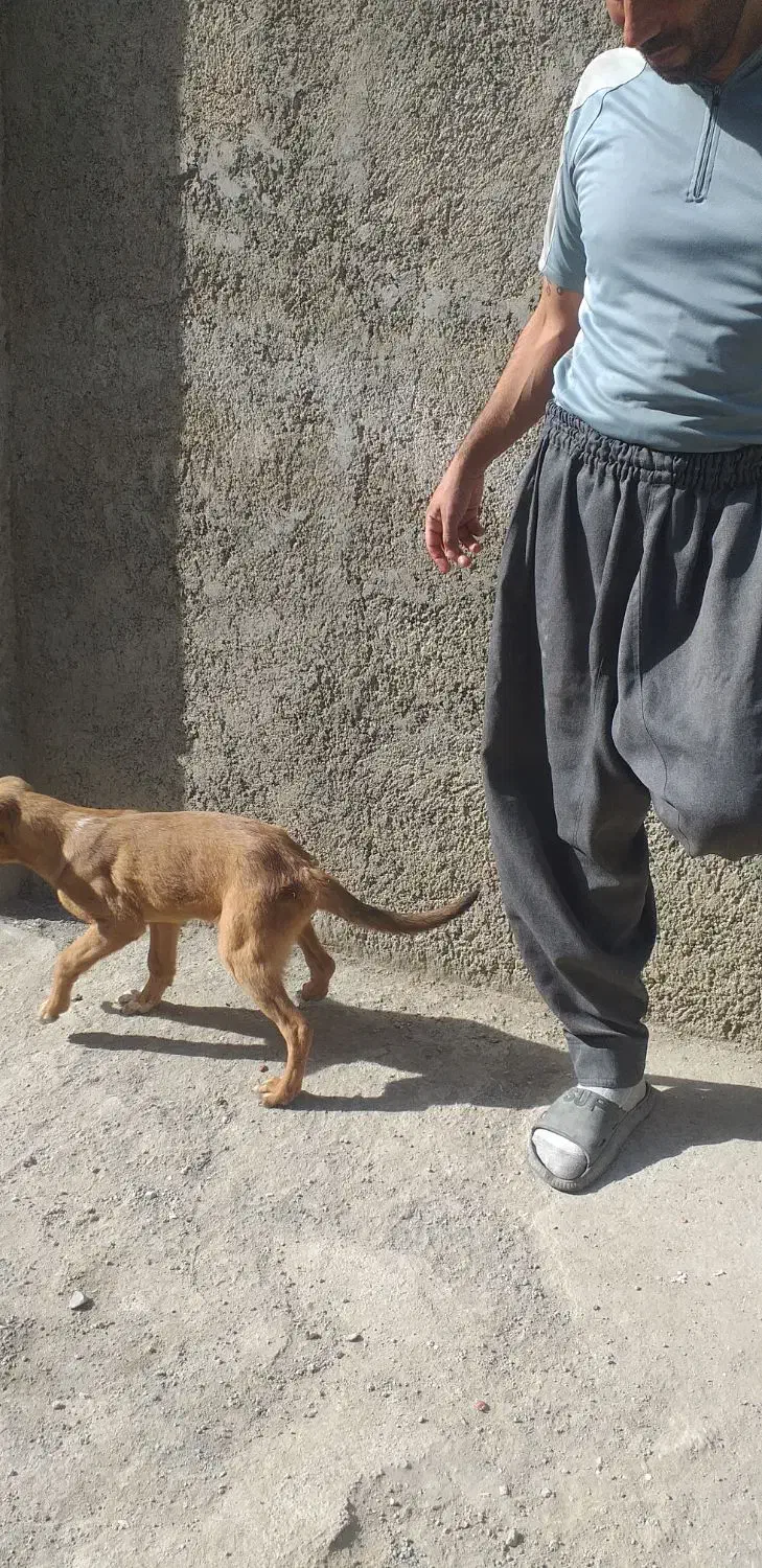 توله سگ|سگ|کرمانشاه, |دیوار