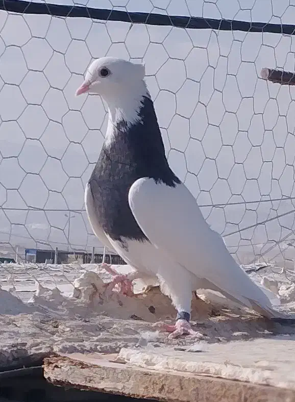 کبوتر سالم معاوضه با قناری یا عروس هلندی|پرنده|سمنان, |دیوار