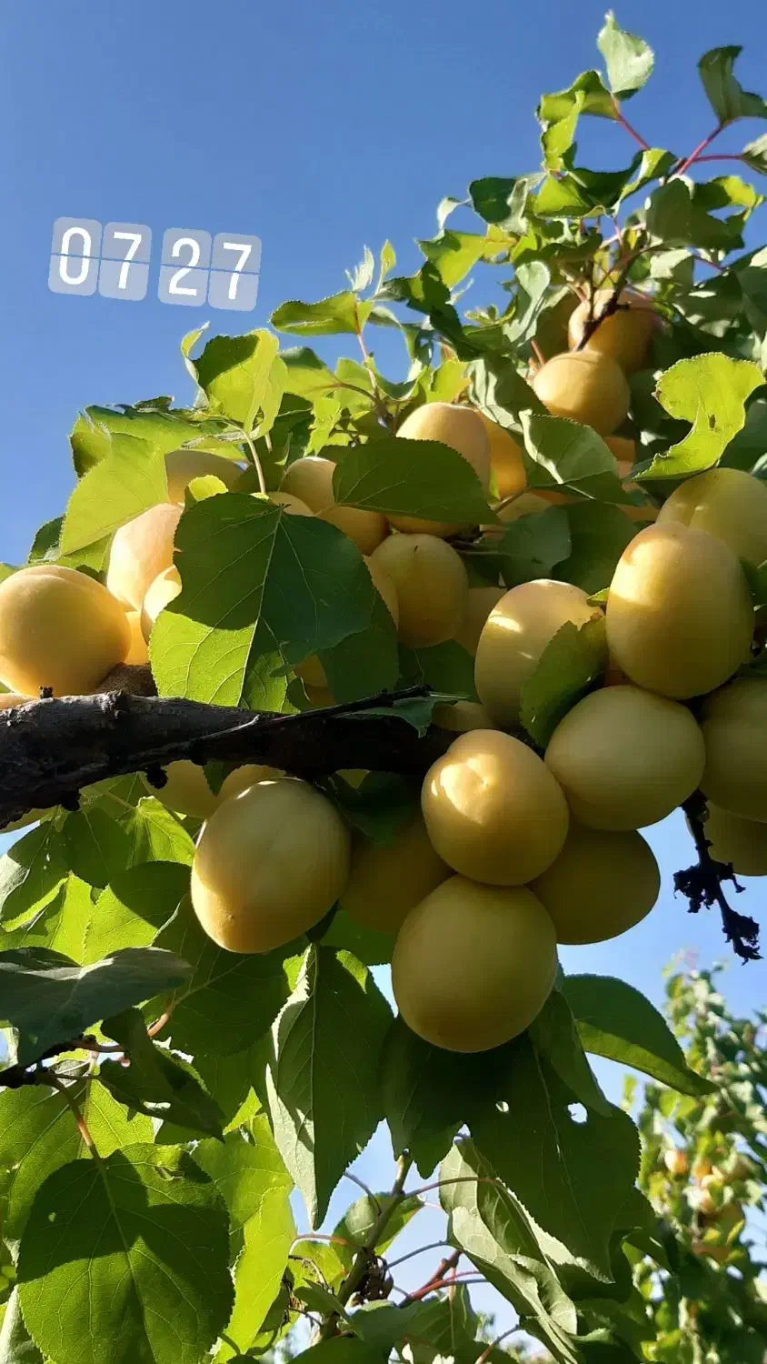 باغ و خانه باغ قلیان|فروش زمین و ملک کلنگی|سنندج, |دیوار