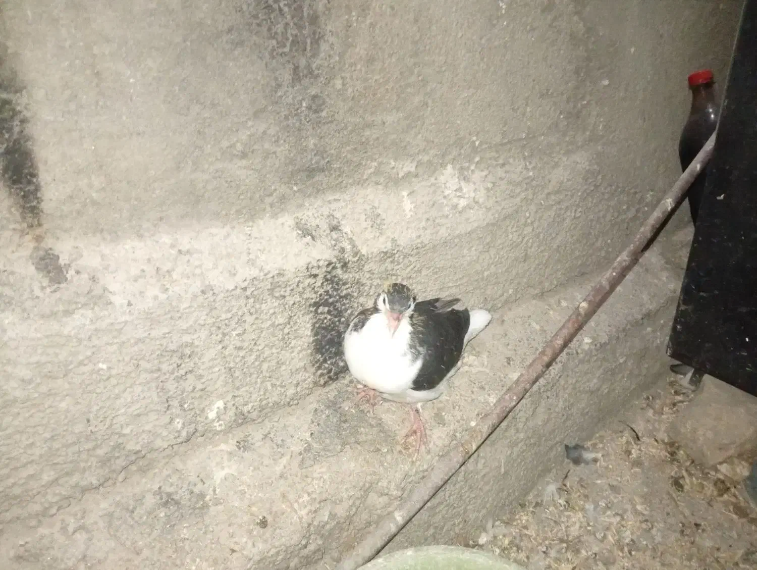 4تا کبوتر ساده|پرنده|مشهد, فرخد|دیوار