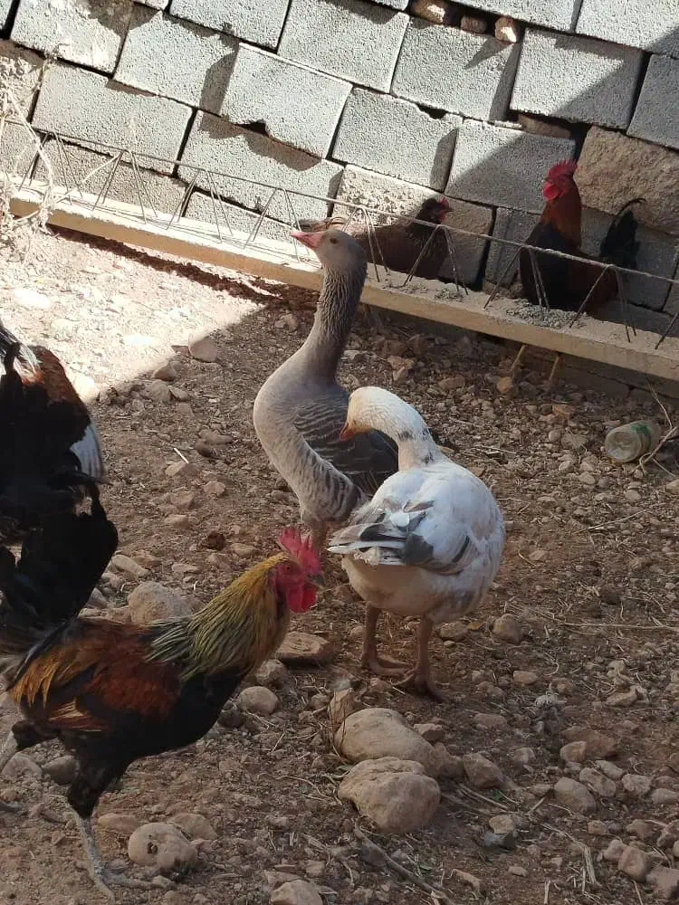 غاز دونه ی تمن ادرسم پرکدونه خاستیت بگید|حیوانات مزرعه|یاسوج, |دیوار