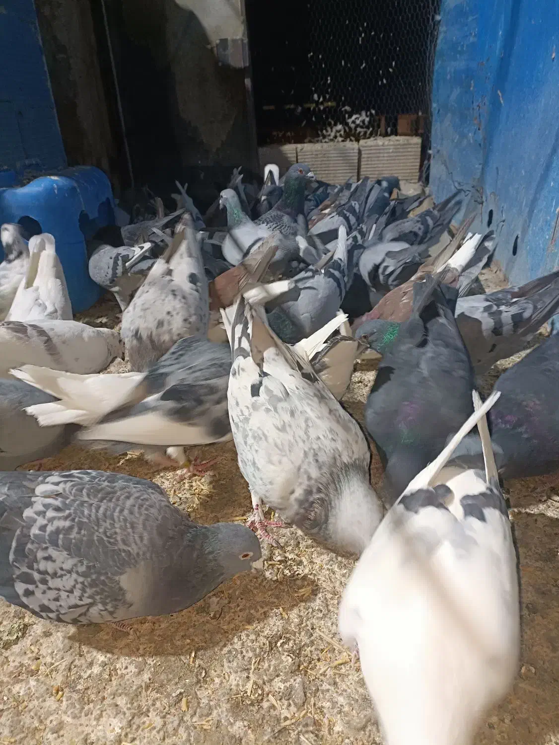 کبوتر نر|پرنده|سرخه, |دیوار