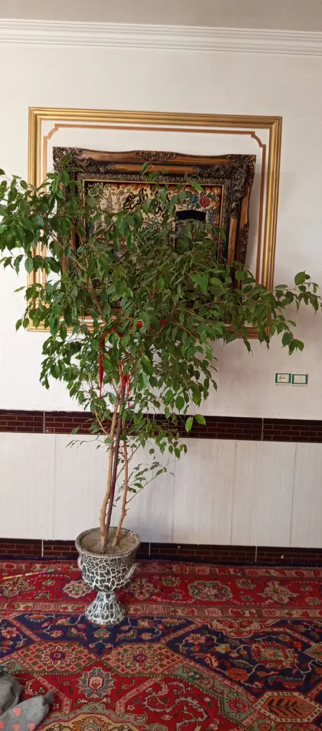 فروشی|گل و گیاه طبیعی|بناب, |دیوار