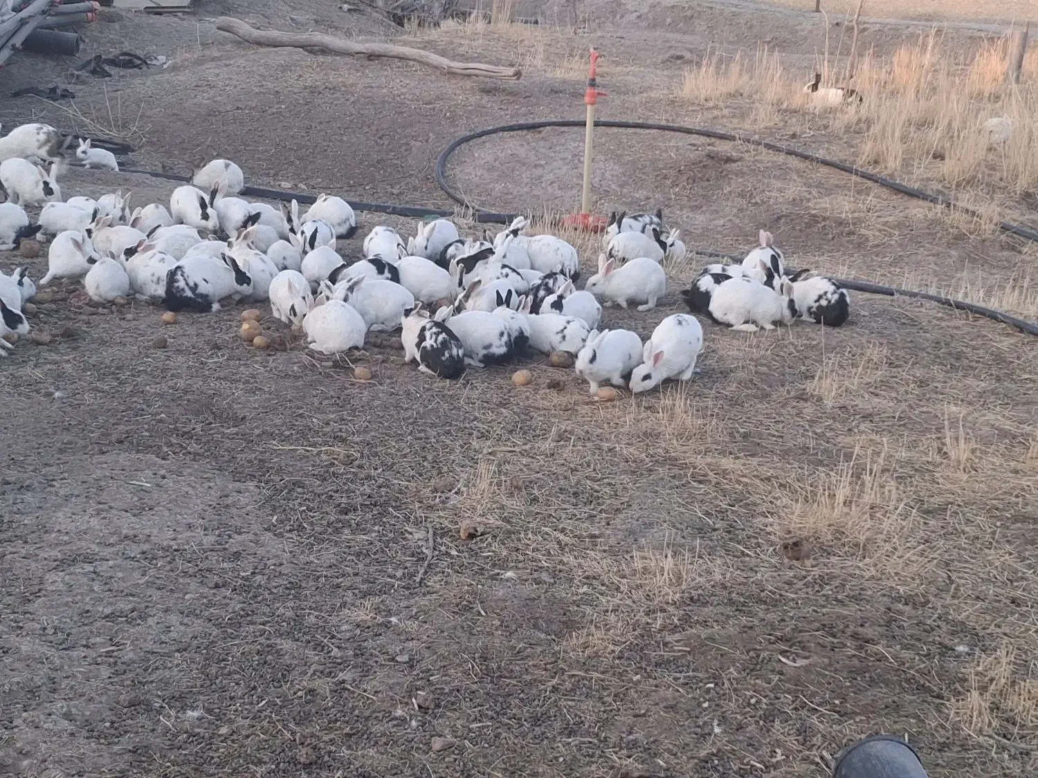 خرگوش خانگی|موش و خرگوش|زنجان, |دیوار