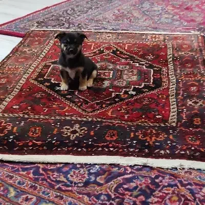 توله سگ پاکوتاه|سگ|زنجان, |دیوار