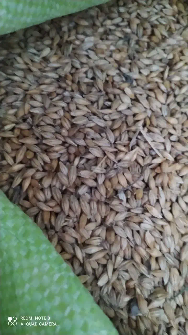 جو بذری|گل و گیاه طبیعی|گالیکش, |دیوار