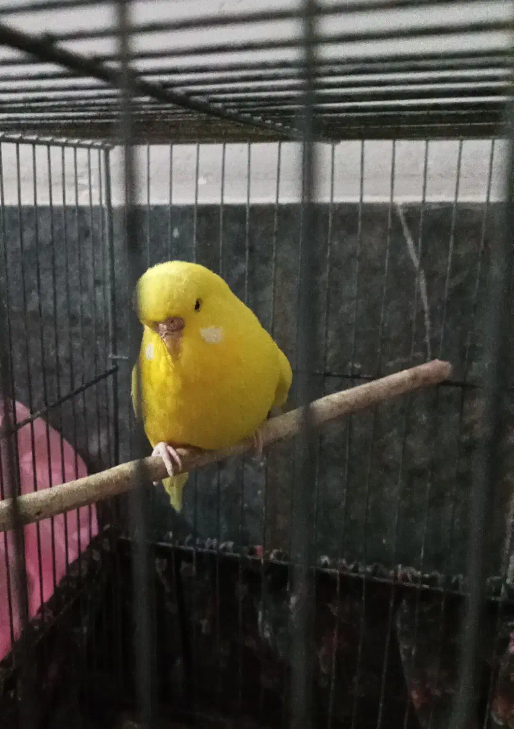 مرغ عشق هلندی|پرنده|قرچک, شهرک گلها|دیوار