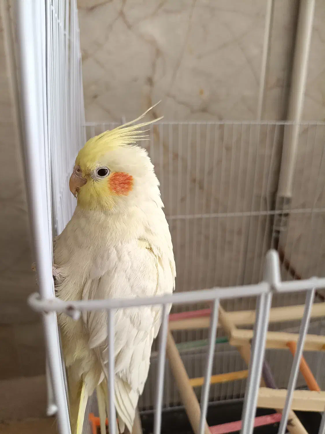 عروس هلندی ماده لوتینو|پرنده|مشهد, ایثار|دیوار