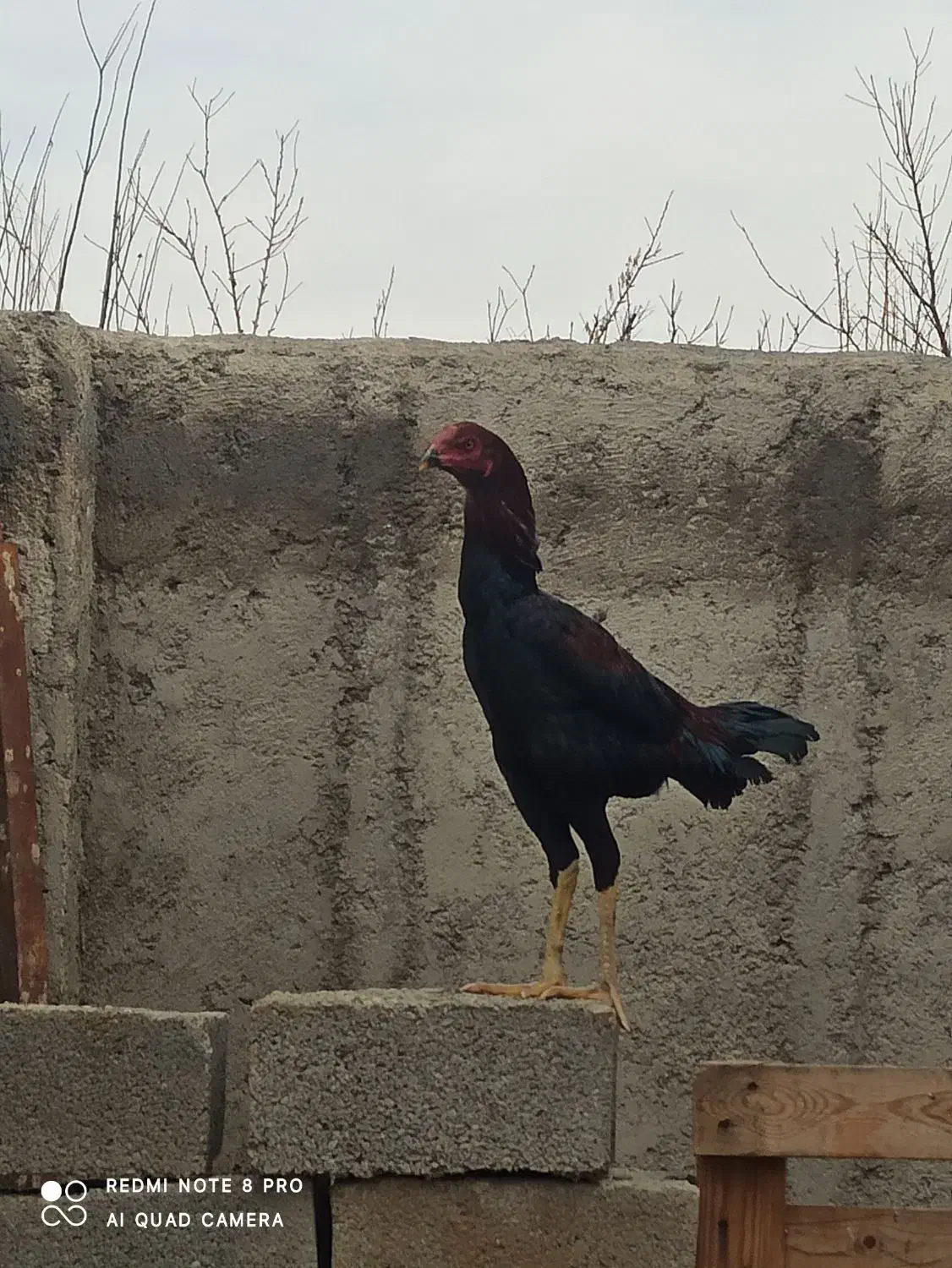 خروس لاری|حیوانات مزرعه|محمدیه-قزوین, |دیوار