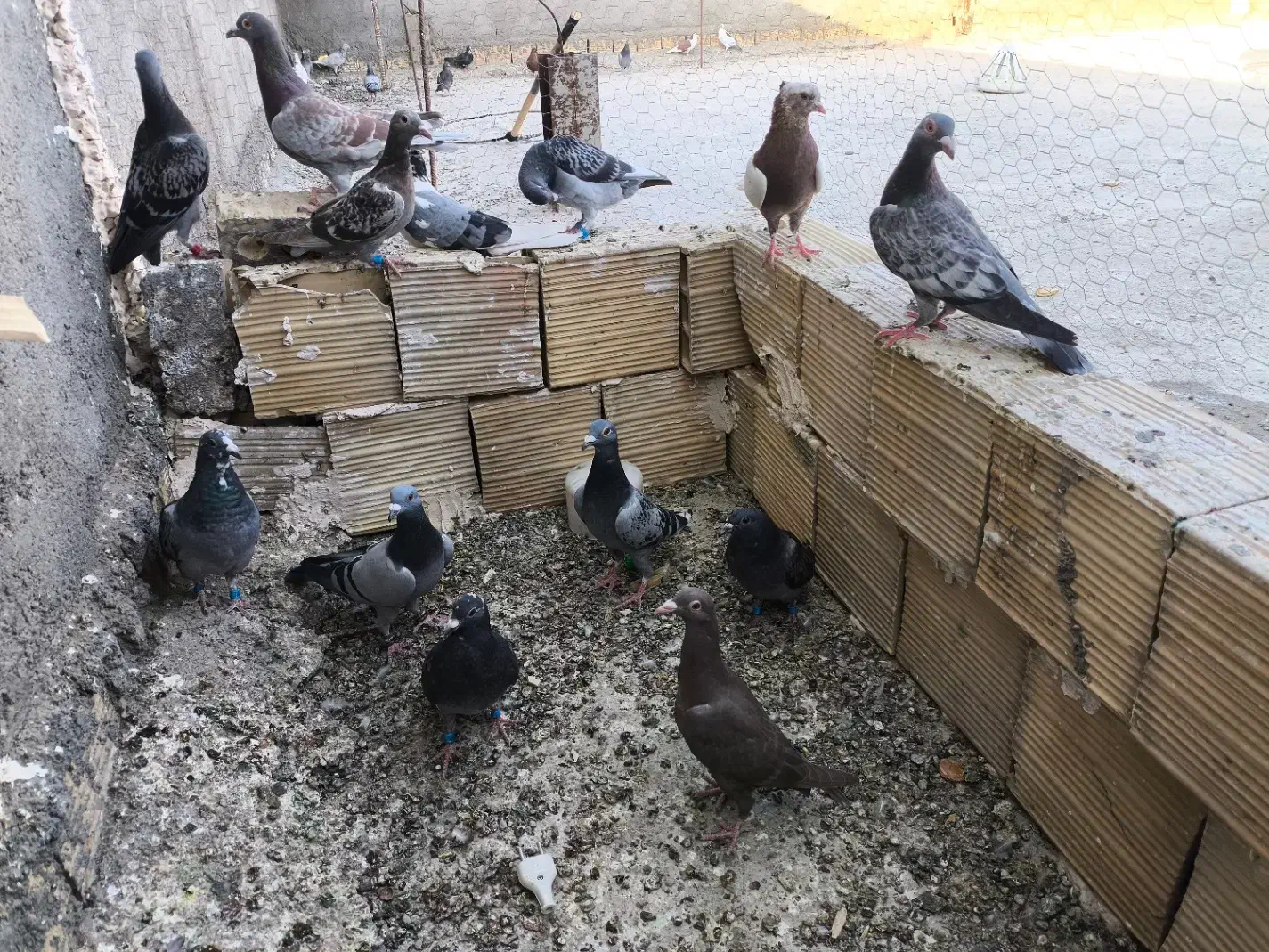 کفتر پرشی|پرنده|مشهد, شهید احمدی روشن|دیوار