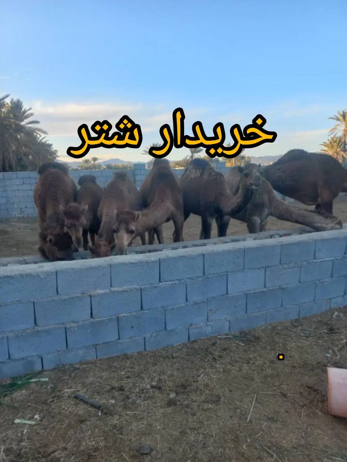 شترماده هاشی لوک|حیوانات مزرعه|جاسک, |دیوار