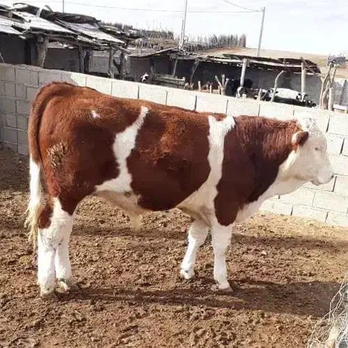 گوسفند نر افشار|حیوانات مزرعه|انزل, |دیوار