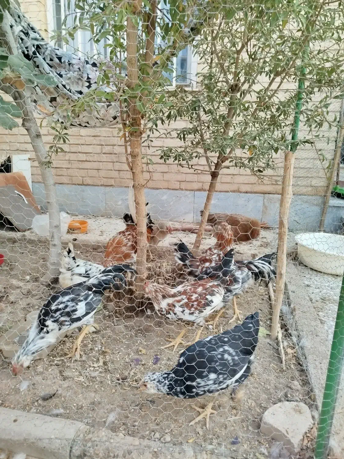 خروس گلین زیبا|حیوانات مزرعه|قم, شهرک مهدیه|دیوار