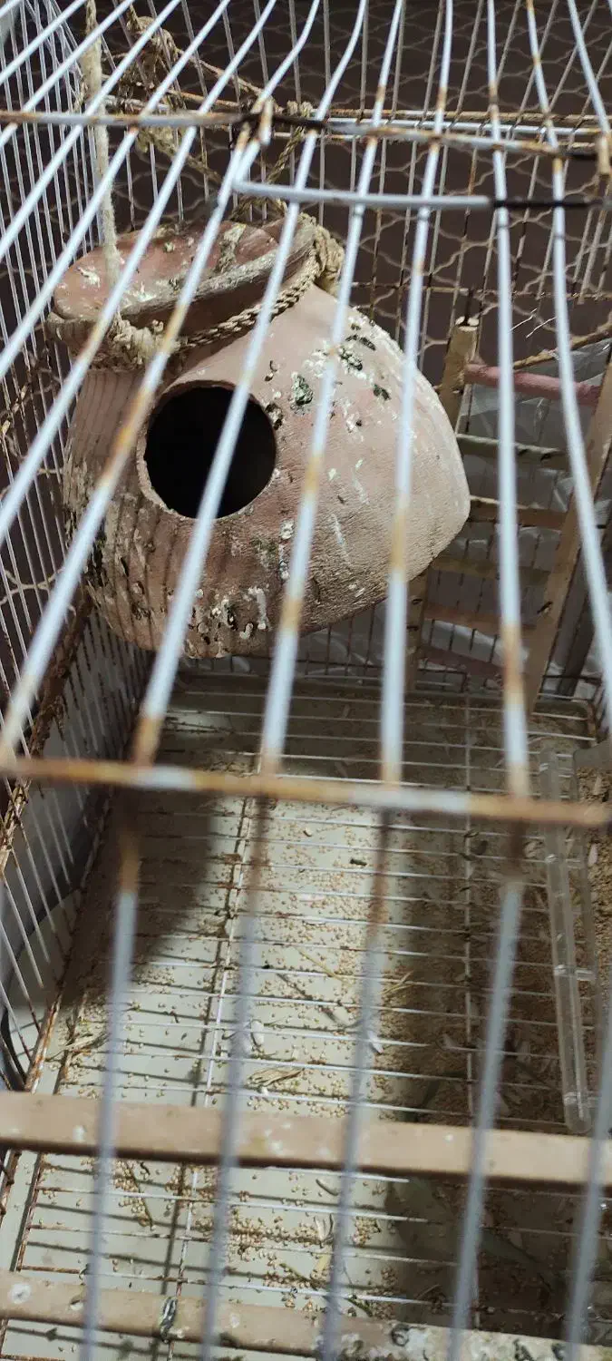 کوتوله چشم قرمز|پرنده|بختگان, |دیوار