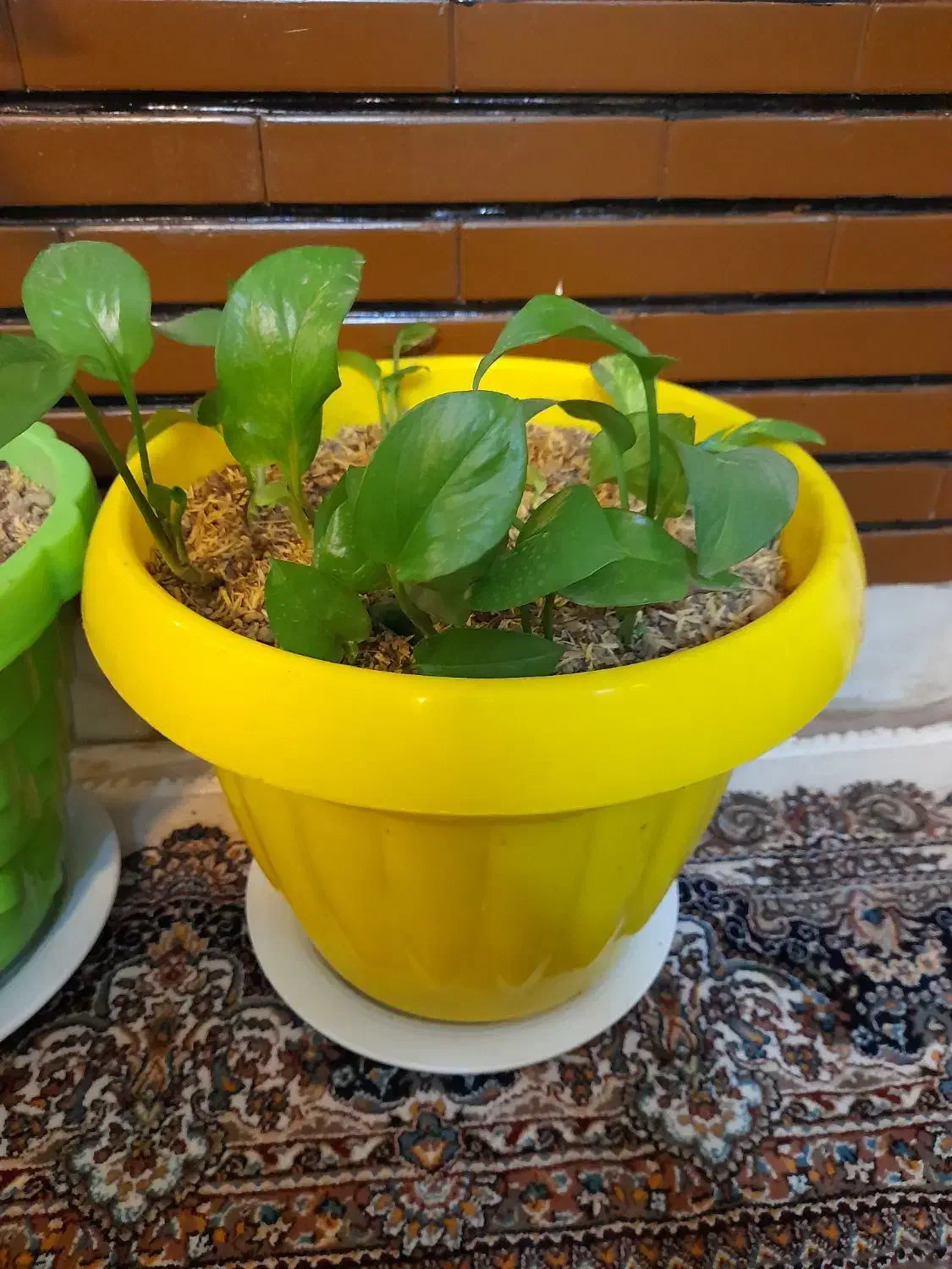 گیاه پتوس وگلدان سفالی|گل و گیاه طبیعی|تهران, عباسی|دیوار