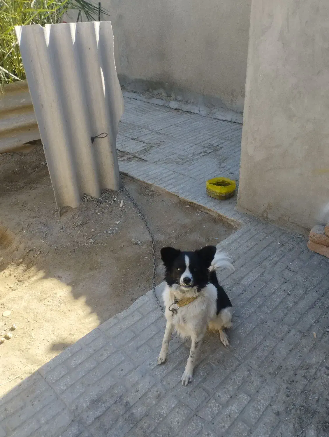 سگ خونگی|سگ|ایرانشهر, |دیوار