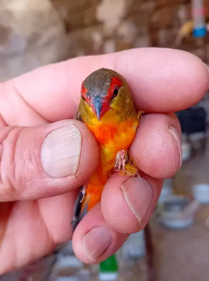 فنچ|پرنده|ساوه, |دیوار