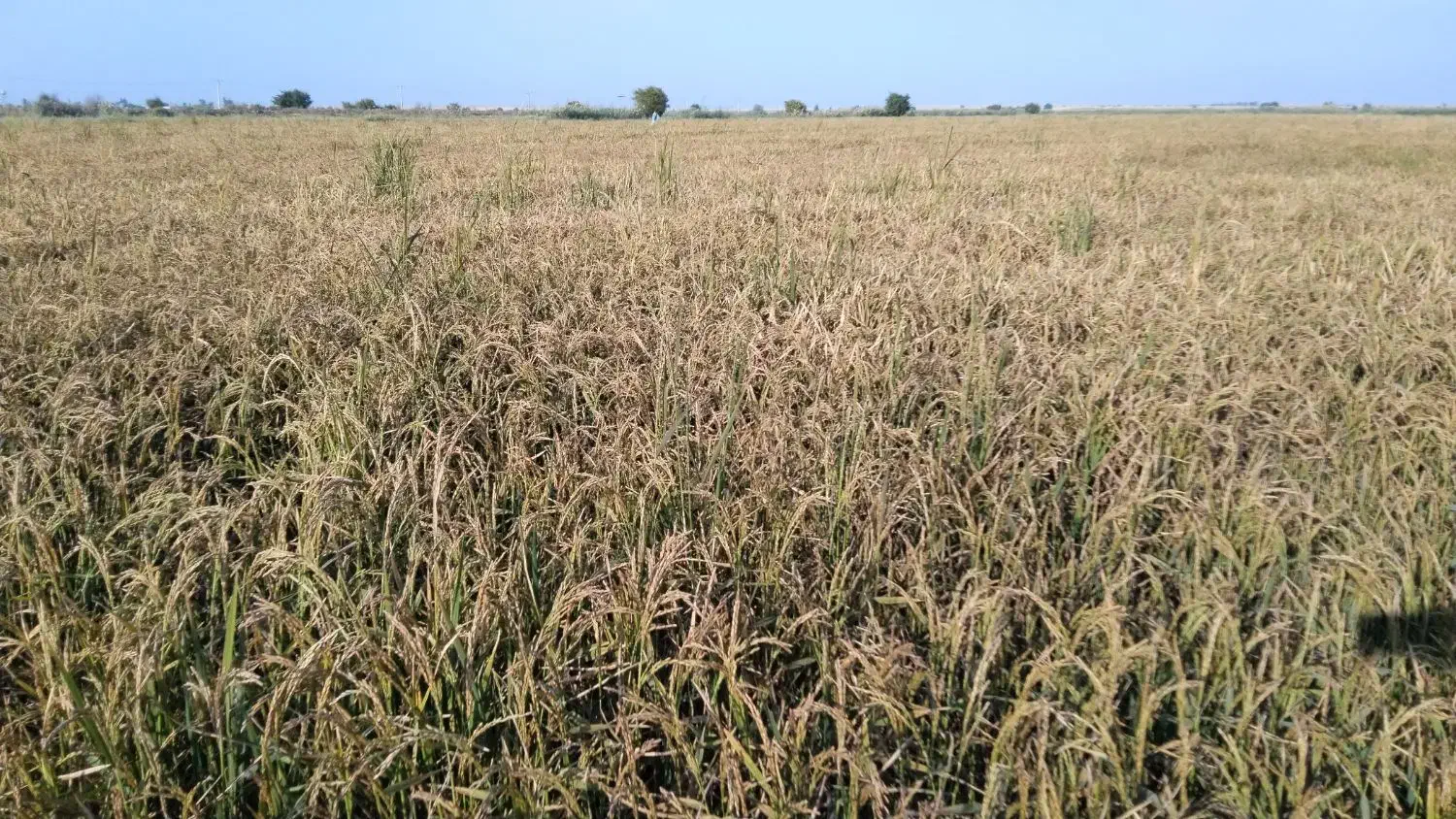 برنج شاهبنپپور/شوشتر،/پخش عمده برنح ایرانی عنبرو|عمدهفروشی|شوشتر, |دیوار