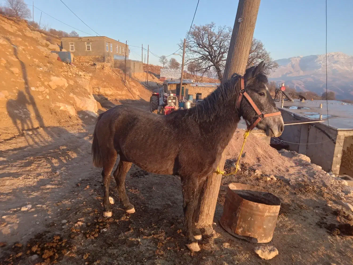 اسب|اسب و تجهیزات اسب‌سواری|فلارد, |دیوار