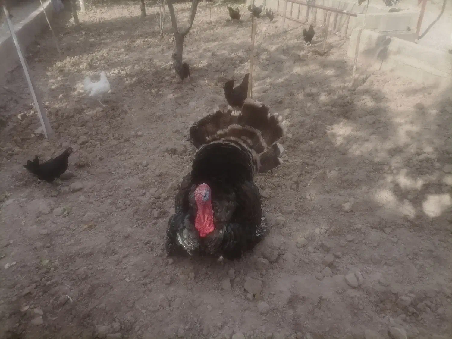 فروش بوقلمون|حیوانات مزرعه|کرج, باغستان|دیوار