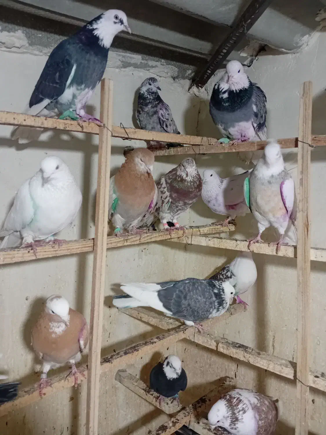 کبوتر|پرنده|تهران, شهرک رضویه|دیوار