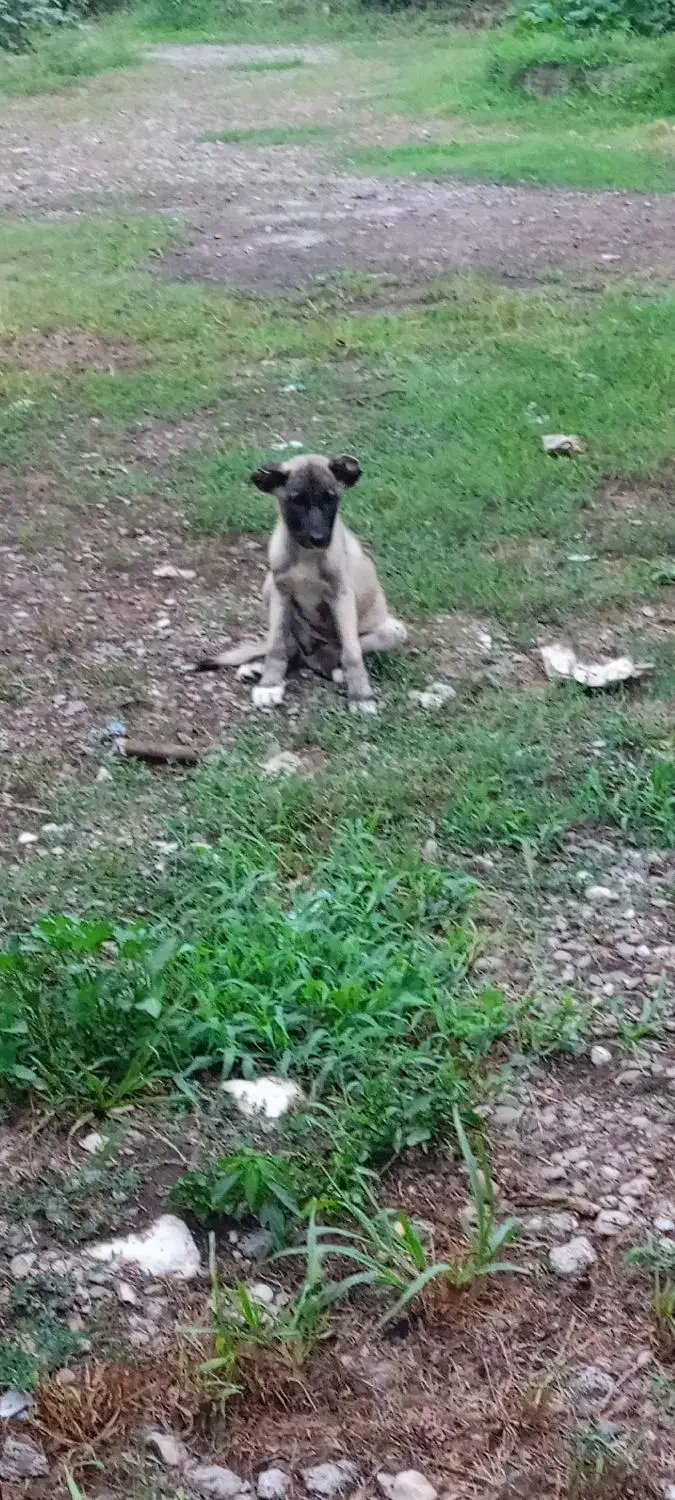 توله ماده سراب|سگ|عباسآباد, |دیوار