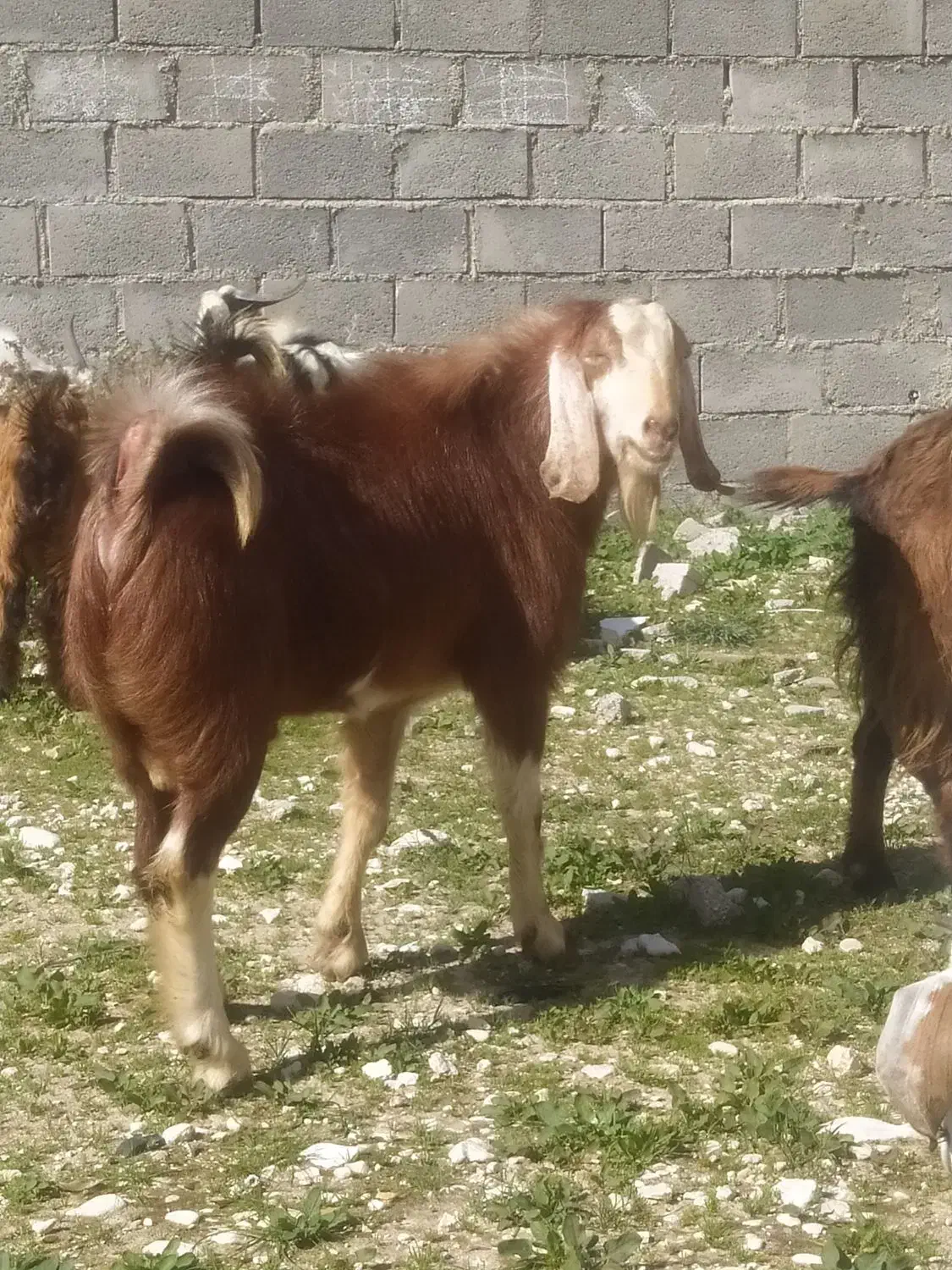 چند کهره نر در جم|حیوانات مزرعه|جم, |دیوار