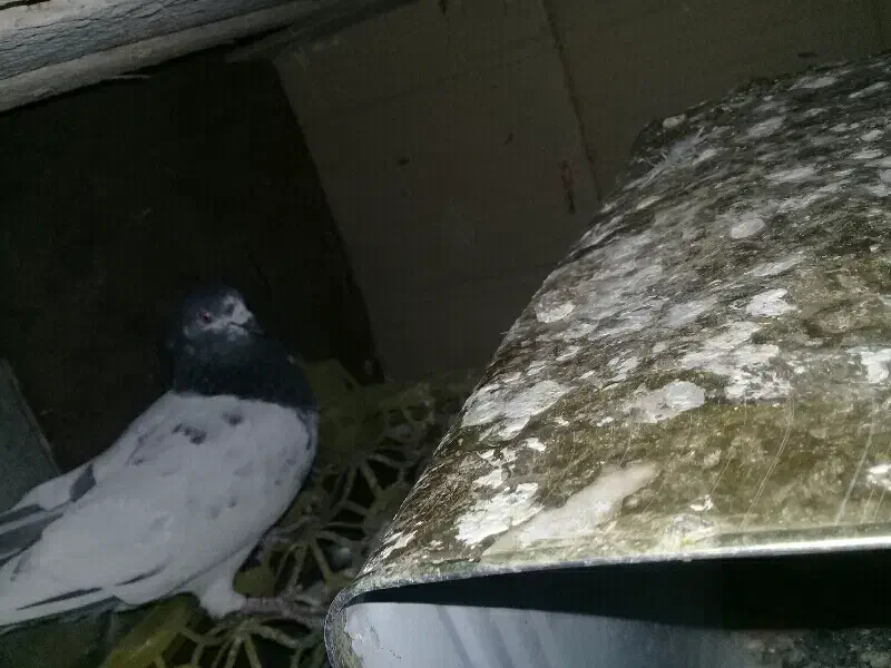 کبوتر گمشده تو خلیفه|پرنده|نورآباد, |دیوار