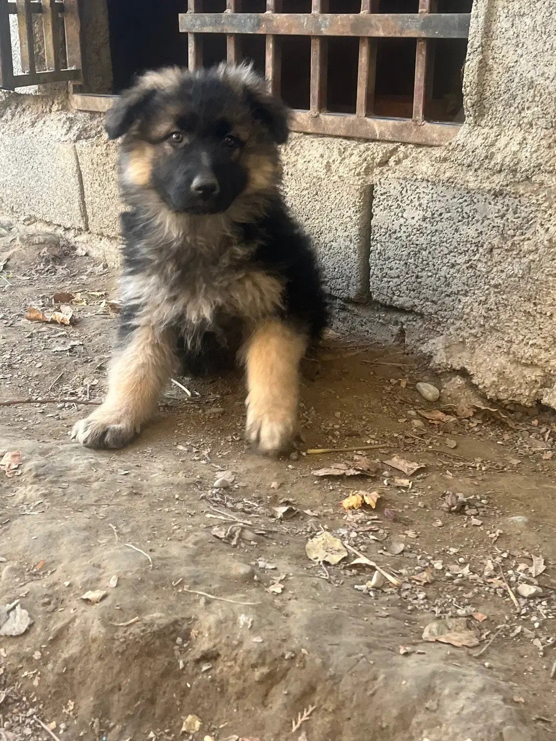 ژرمن ماده|سگ|شهریار, شهرک شاهد|دیوار