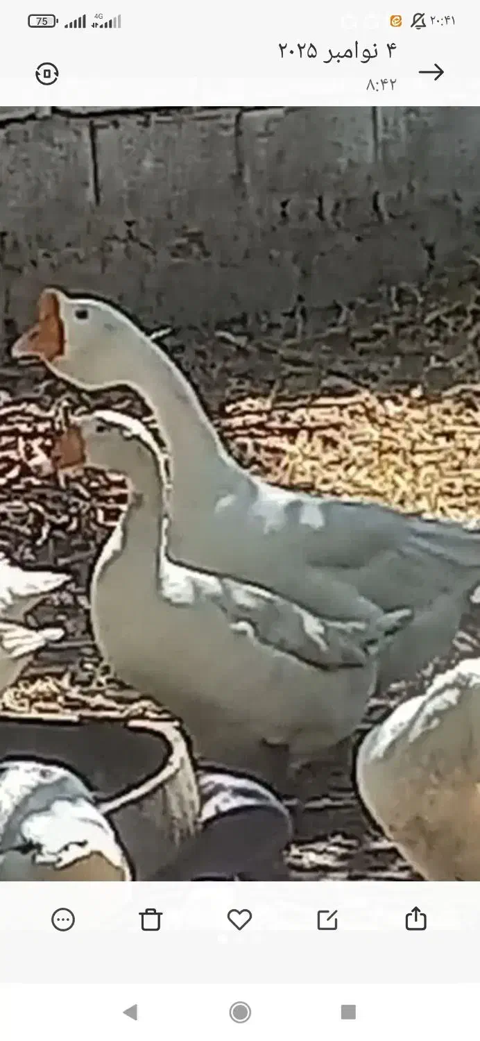 تخم غاز لیندا|حیوانات مزرعه|مشگین شهر, |دیوار