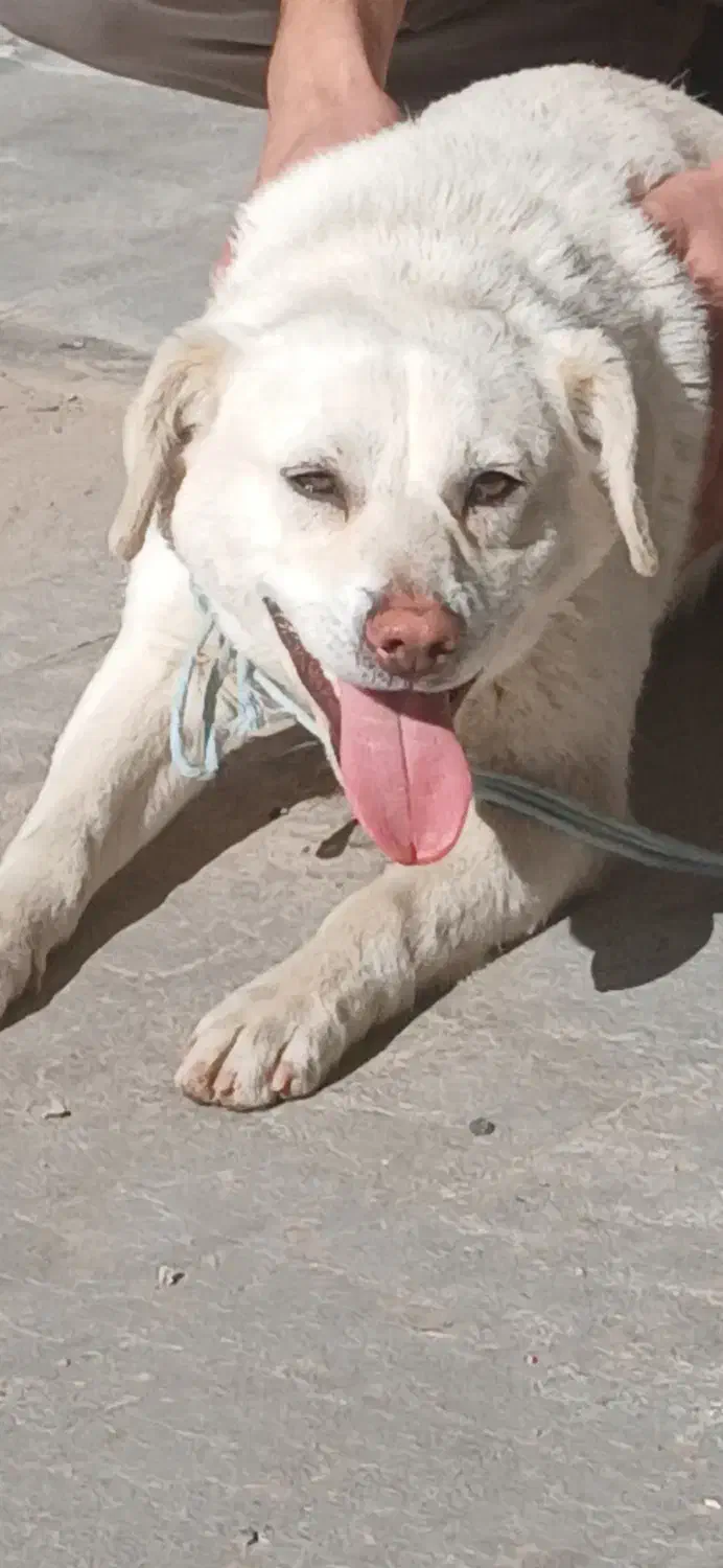 سگ پیدا شده|حیوانات|تبریز, |دیوار