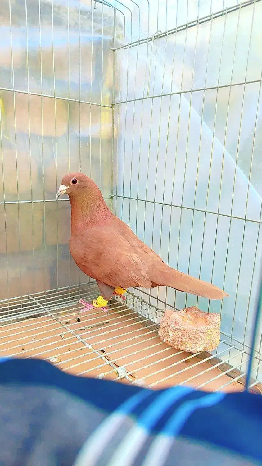 3عدد خال و سرخ و زرد کرمونی|پرنده|مشهد, هفده شهریور|دیوار