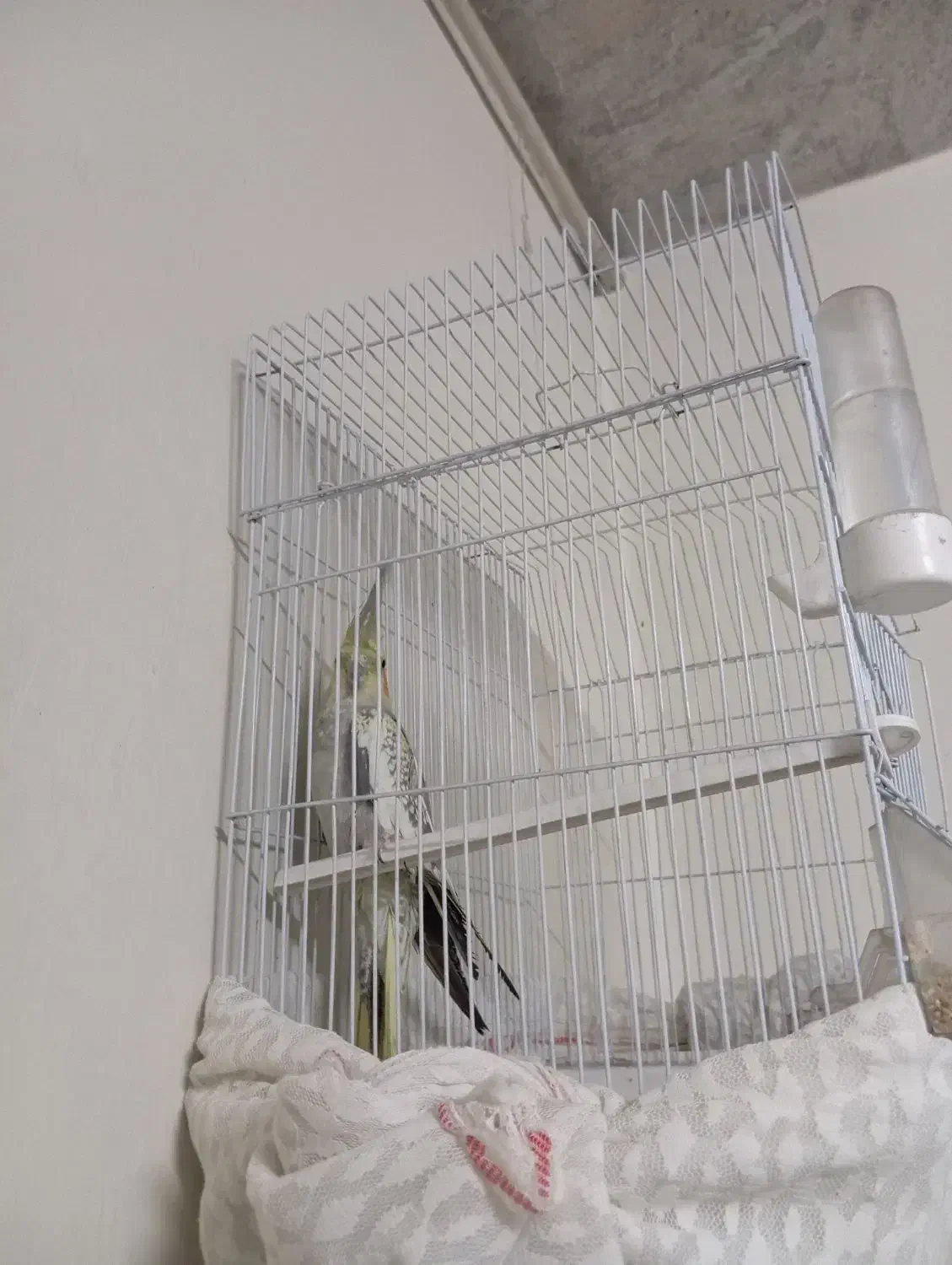 عروس هلندی نر و بازی گوش|پرنده|اصفهان, حصه شمالی|دیوار