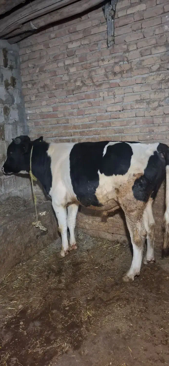 دو تا نر یدونه ماده سیمنتال|حیوانات مزرعه|قصابه, |دیوار