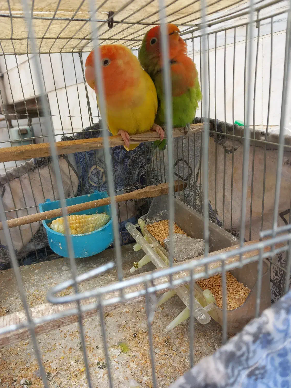 پرنده طوطی برزلی|پرنده|تهران, جوادیه تهرانپارس|دیوار