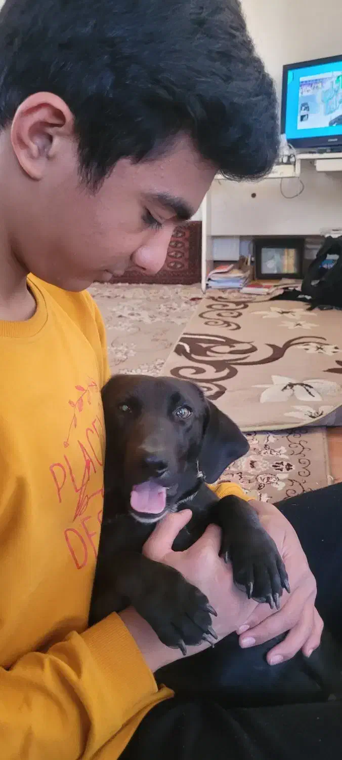 واگذاری رایگان وفوری سگ|سگ|گلپایگان, |دیوار