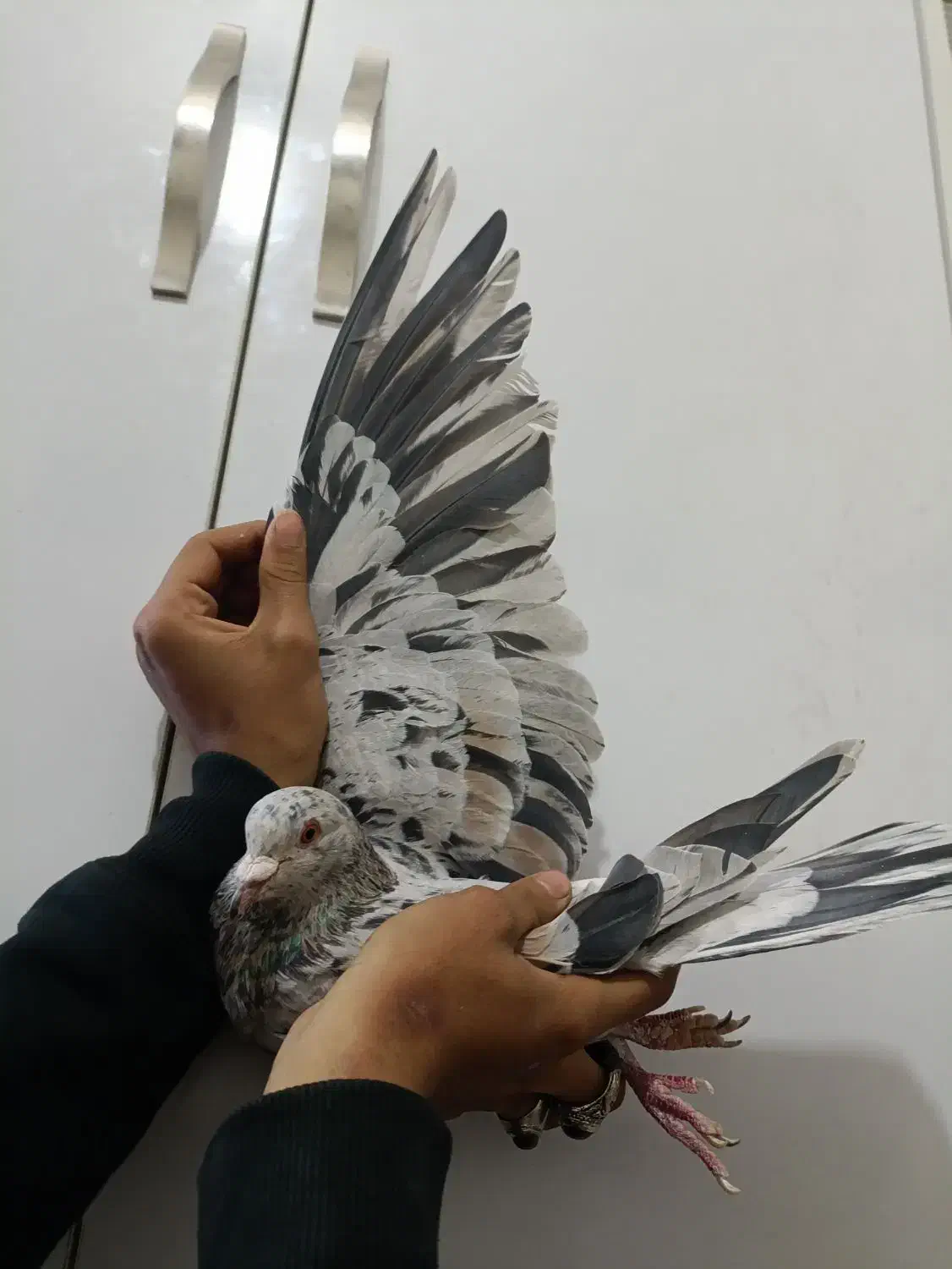 هفرنگ نر هوایی عتیقه|پرنده|بردسکن, |دیوار