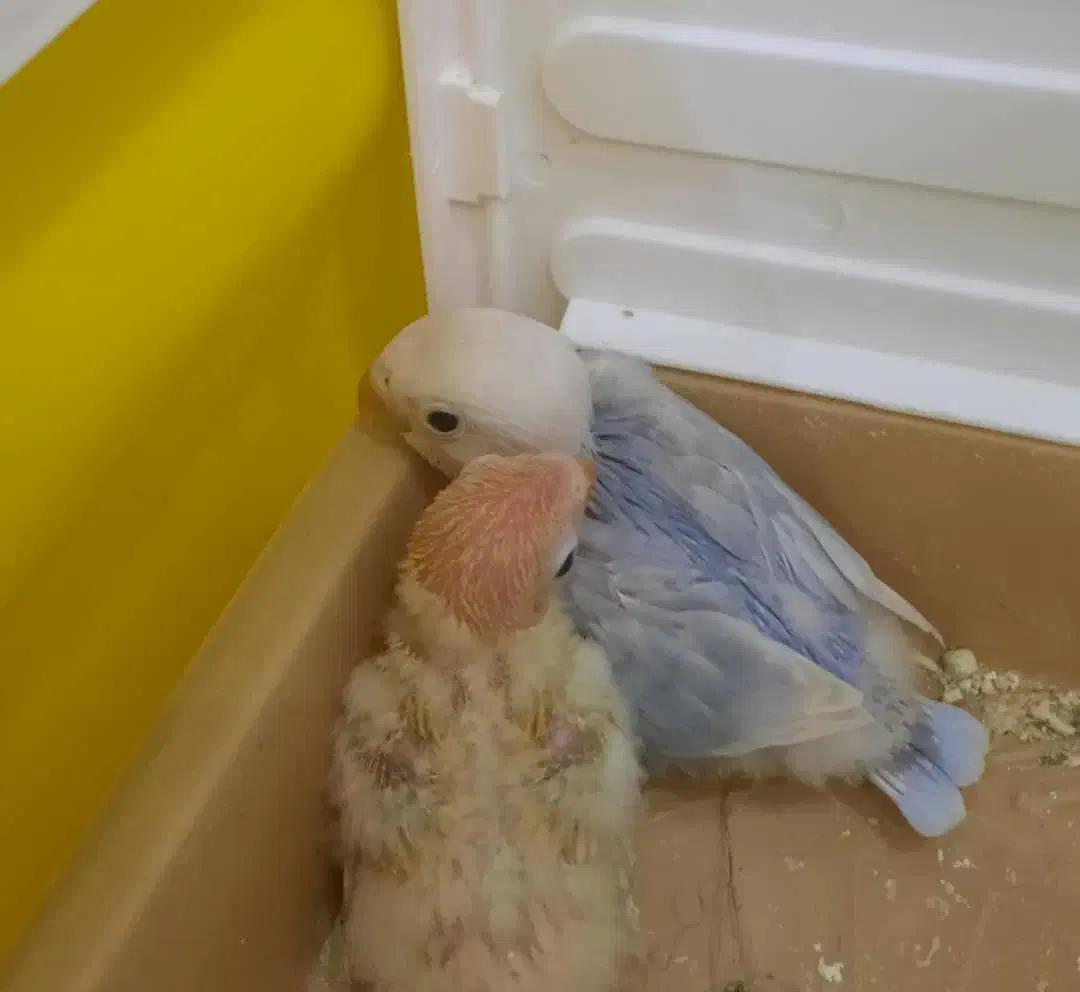 جوجه طوطی برزیلی فیشر اوپلاین|پرنده|گلستان (تهران), |دیوار